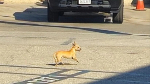 Illustration : "Des sauveteurs tentent de secourir une petite chienne errante sur un parking de prison"