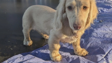 Illustration : Cet aéroport se mobilise pour retrouver un chiot disparu et sa nouvelle famille 