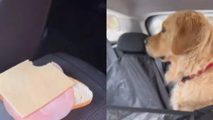 Illustration : "Pris en flagrant délit, ce Golden Retriever nie avoir mangé le sandwich de sa maîtresse (vidéo)"