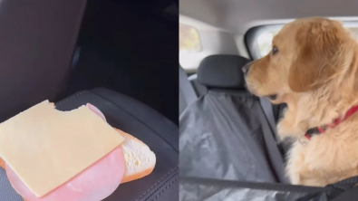 Illustration : Pris en flagrant délit, ce Golden Retriever nie avoir mangé le sandwich de sa maîtresse (vidéo)