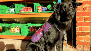 Illustration : "Ce chien de thérapie pour sans-abri est fier d’accomplir sa mission"