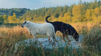 Illustration : Ce mouton élevé par un Rottweiler se comporte désormais comme un chien (vidéo)