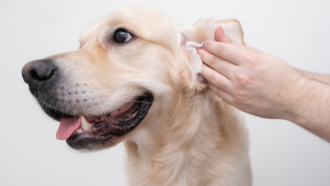 Illustration : "Les bienfaits de l’argent colloïdal pour le chien"