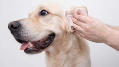 Illustration : Les bienfaits de l’argent colloïdal pour le chien