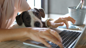 Illustration : "Animols, un service simple et efficace pour trouver l’assurance santé parfaite pour votre chien"