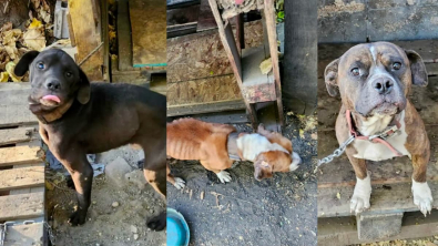 Illustration : Abandonnés à leur sort, 3 chiens faméliques et enchaînés à leur refuge en ruine attendent une nouvelle famille