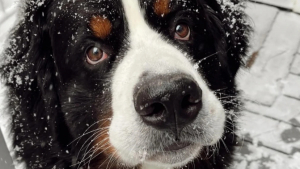 Illustration : "Un jeune Bouvier Bernois féru de neige exulte de bonheur à l’arrivée des flocons (vidéo)"