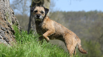 Illustration : "Border Terrier"