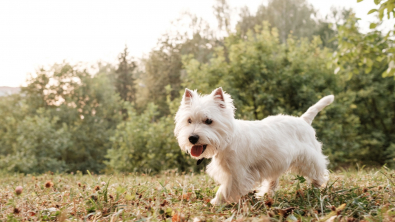 Illustration : "West Highland White Terrier"