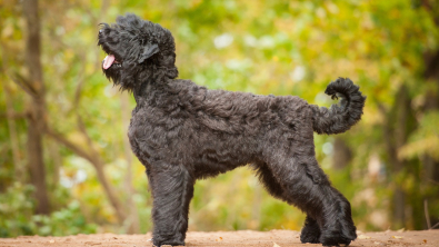 Illustration : "Bouvier des Flandres"