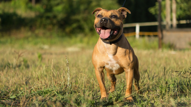 Illustration : "Staffordshire Bull Terrier"